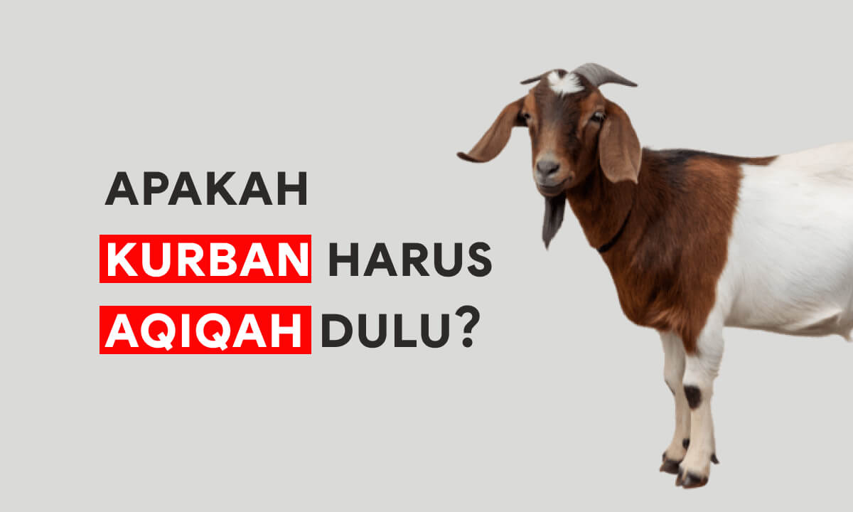 Apakah Kurban Harus Aqiqah Dulu