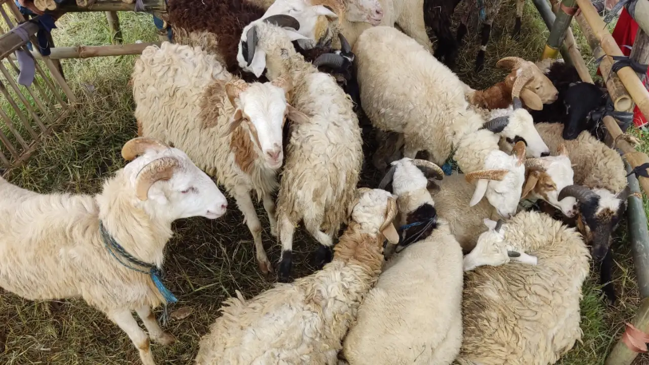 Kurban Kambing untuk Berapa Orang