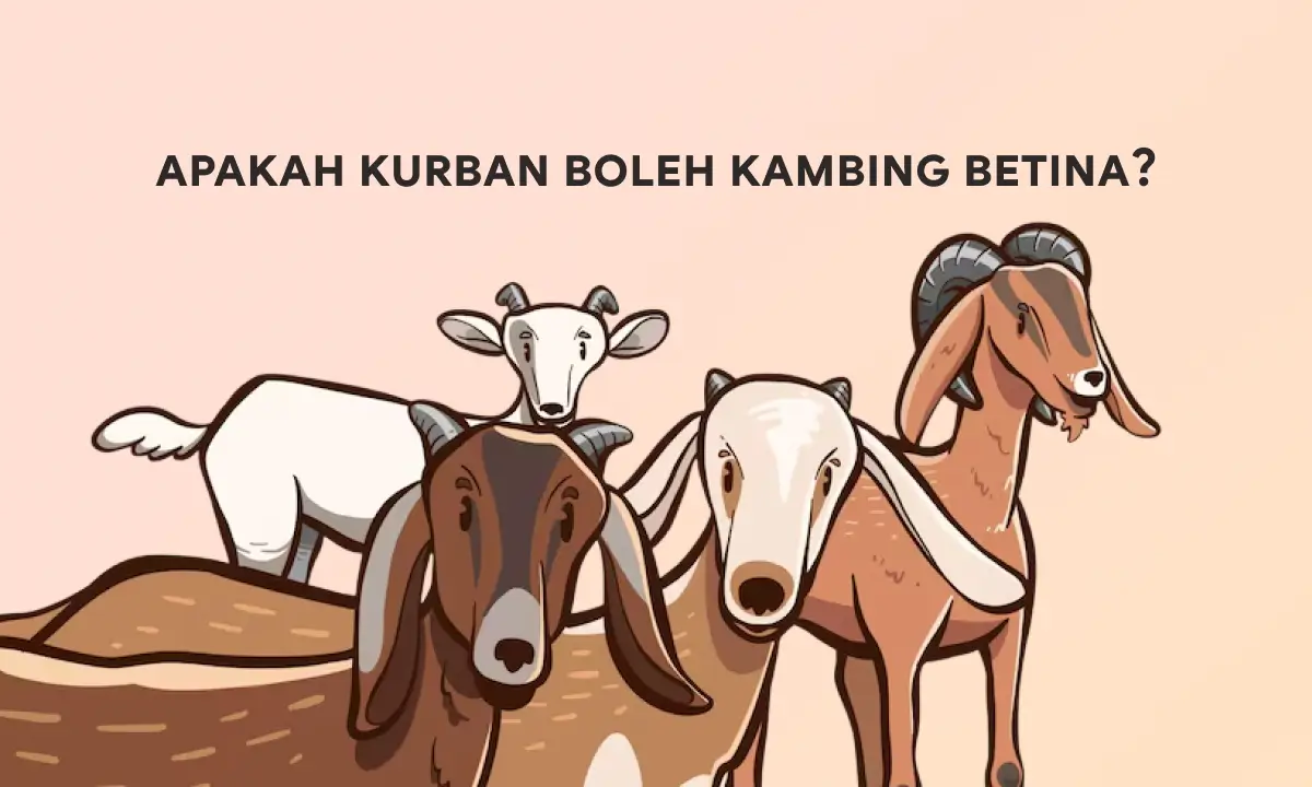 apakah kurban boleh kambing betina